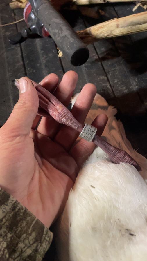 A hunter's hand holding a banded duck, leg band showing, after a Central Flyway hunt
