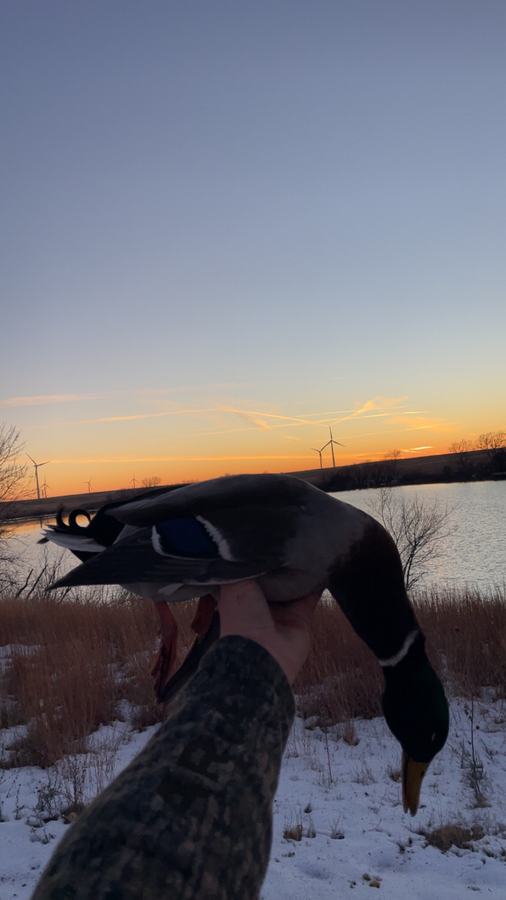 A hunter holding a Canada goose against an orange Kansas sunset over snow-covered prairie