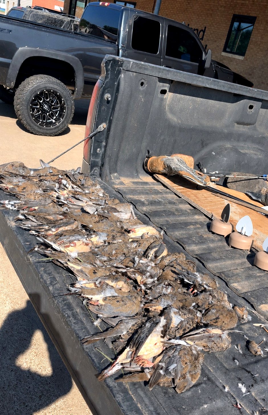 A limit of Kansas mourning dove on the tailgate with shotgun and decoys