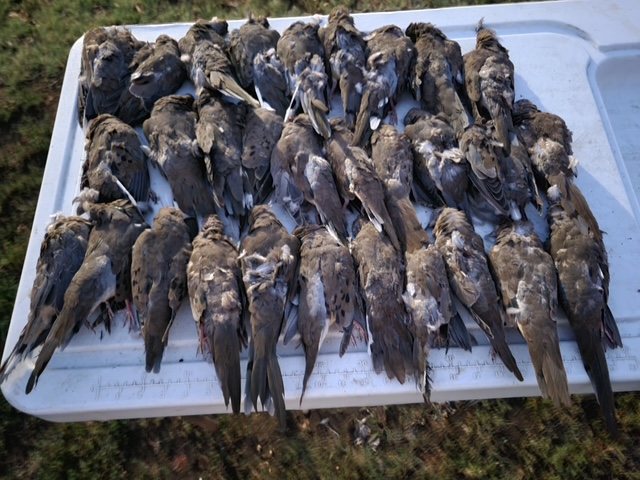 Doves and pigeons laid out after an afternoon field shoot
