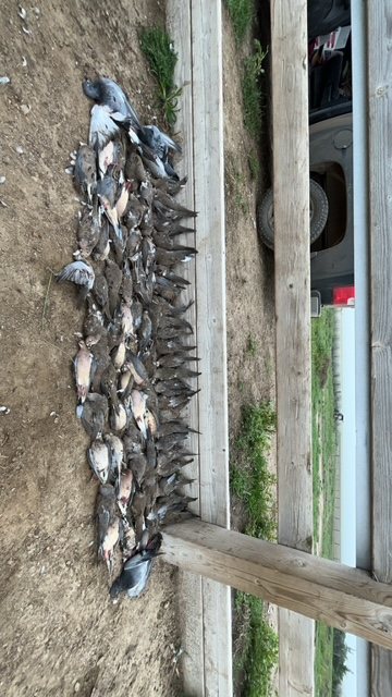 A long row of doves and pigeons laid out along the rail
