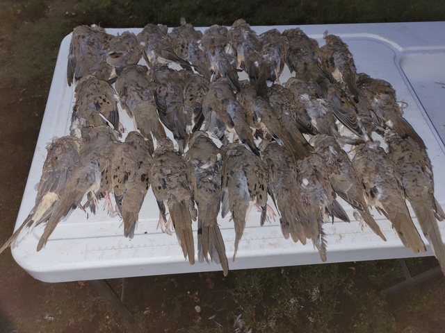 A spread of mourning doves on the cleaning table