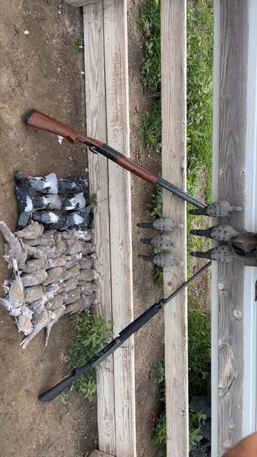 A morning of doves and pigeons laid along the rail beside two shotguns