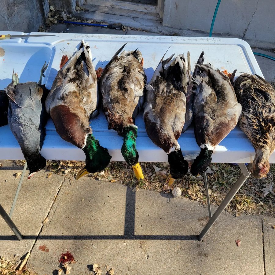 Greenhead mallards and mixed puddle ducks laid out after a morning hunt