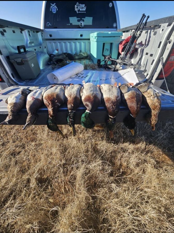 A limit of ducks lined up on a truck tailgate alongside shotguns and blind bags