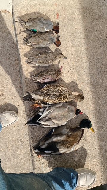 A row of mallards and puddle ducks lined up after the hunt