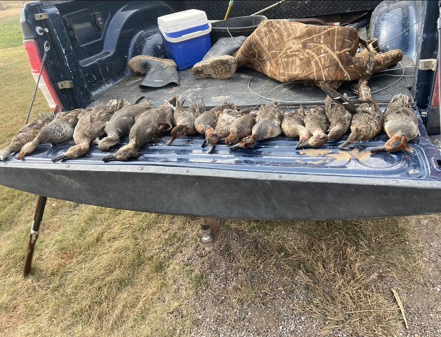 A morning limit of ducks and a Canada goose spread across a truck tailgate with gear and a cooler