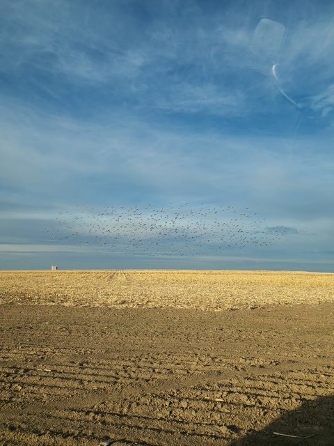 A flock working over cut stubble under a wide Kansas sky