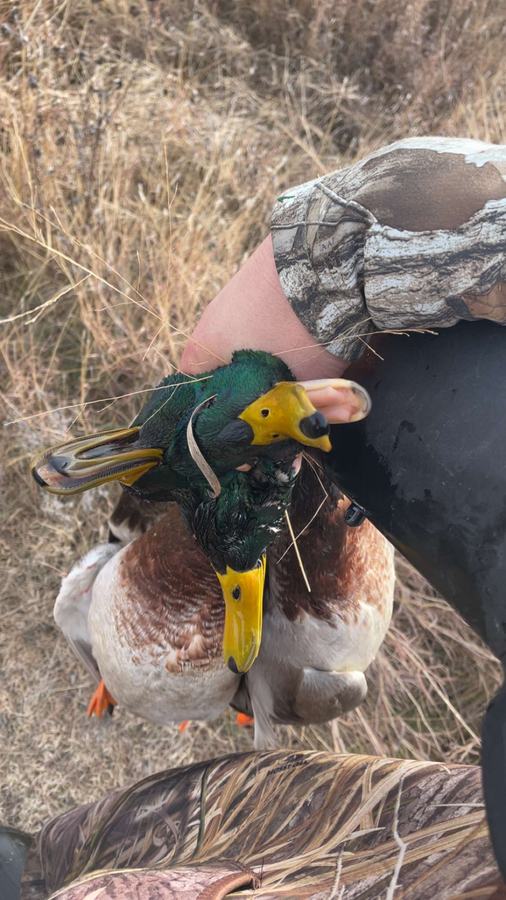 Two mallard drakes in hand with a call lanyard against Kansas prairie grass