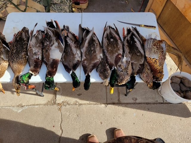 A mixed bag of ducks and rooster pheasants on the cleaning table