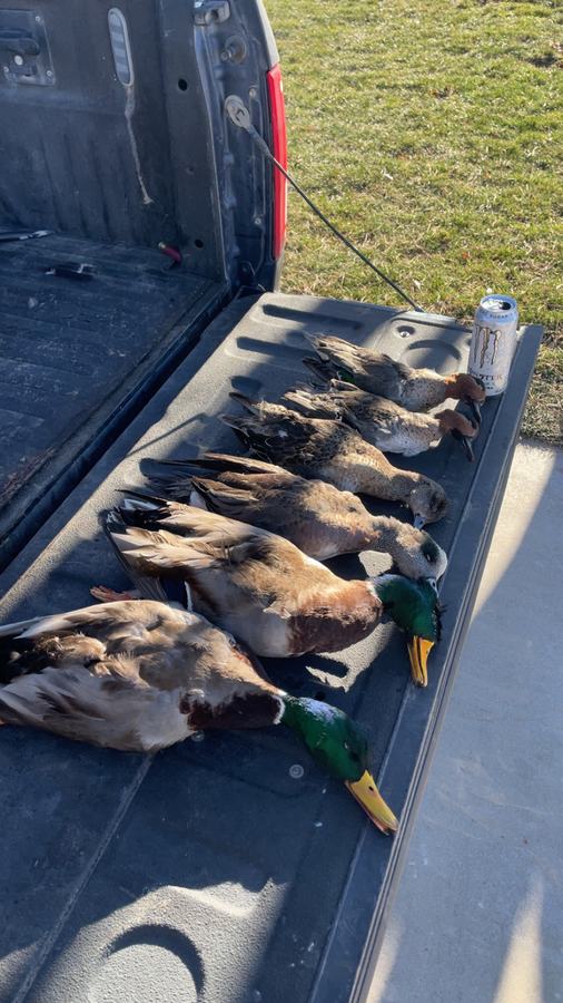 A strap of mallard drakes and mixed puddle ducks laid across a truck tailgate in Kansas prairie grass