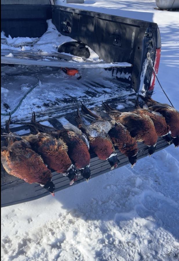 A limit of pheasant roosters on a tailgate after a snowy Kansas upland hunt