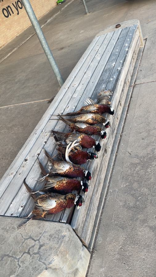 A row of ring-necked pheasant roosters laid out along a loading ramp