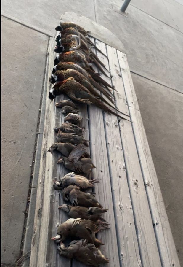Ring-necked pheasants and bobwhite quail laid out on a wooden deck rail