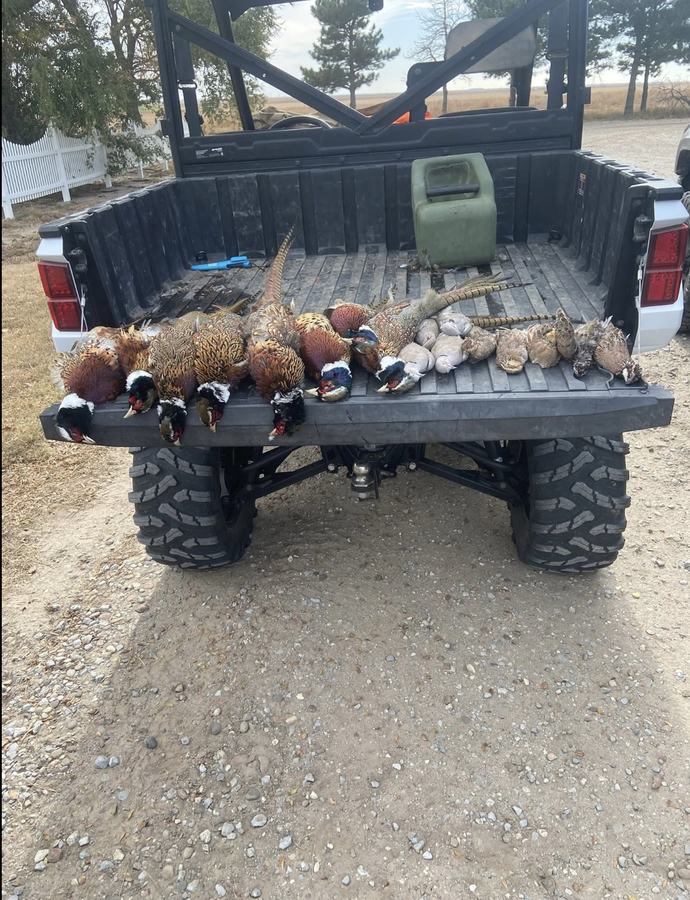 Pheasants and quail in the bed of a hunting UTV at the end of an upland morning