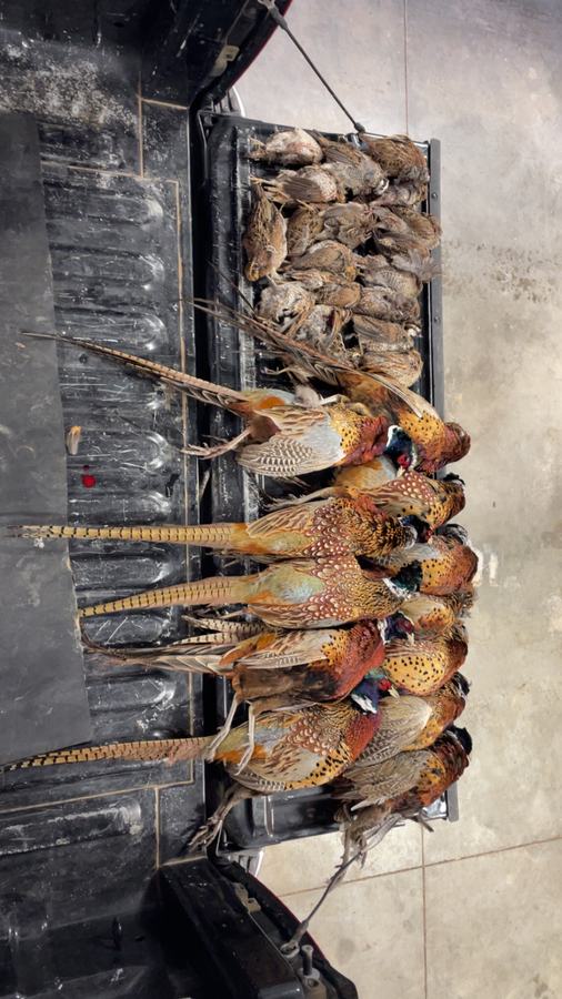 Ring-necked pheasants hanging from a truck tailgate after a Kansas upland hunt