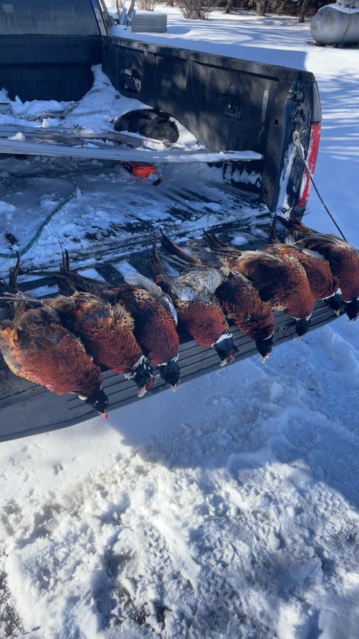 A limit of ring-necked pheasant roosters lined along a truck tailgate after a snowy southwest Kansas hunt