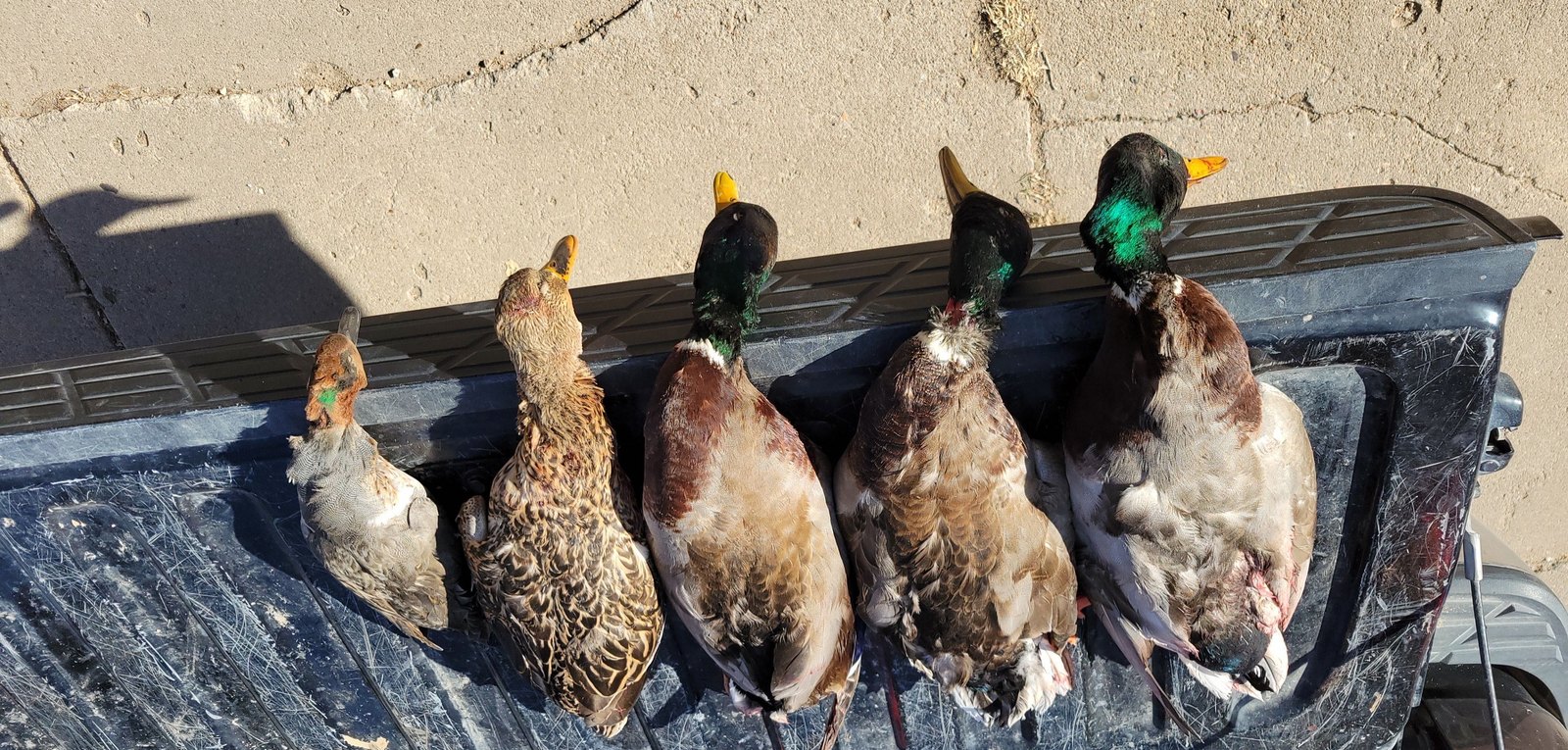 A morning's limit of mallards and mixed ducks laid out across the tailgate
