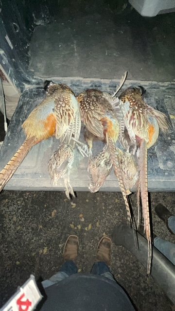 Rooster pheasants on the tailgate at the end of an upland morning