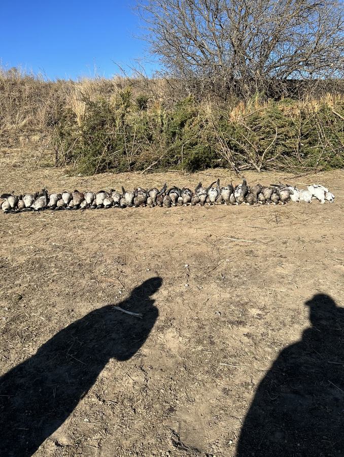 A long row of snow geese laid out on the field edge with hunters' shadows across the stubble