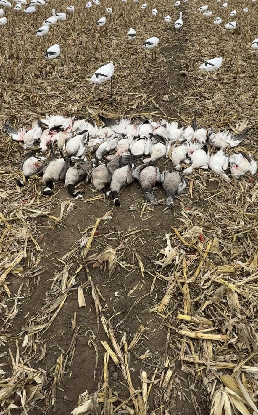 A full-field snow goose decoy spread with a morning's harvest laid out in cut corn stubble