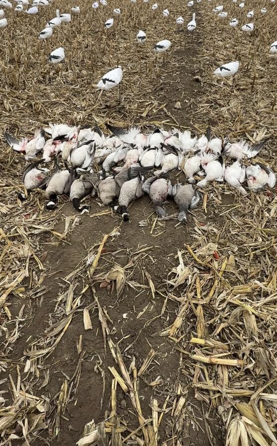 A full-field snow goose decoy spread with a morning's harvest laid out in cut corn stubble