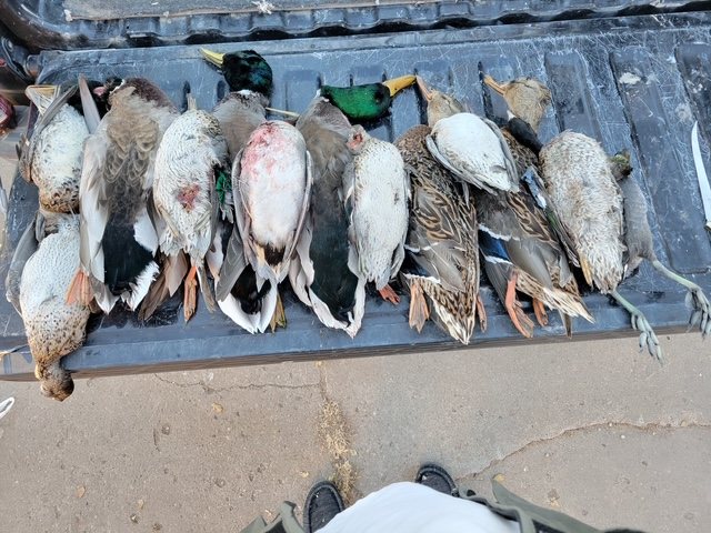 Drake mallards and mixed ducks across the tailgate