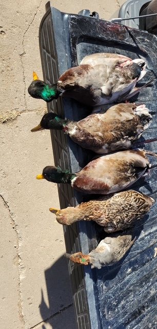 Mallards and mixed ducks laid across a truck tailgate