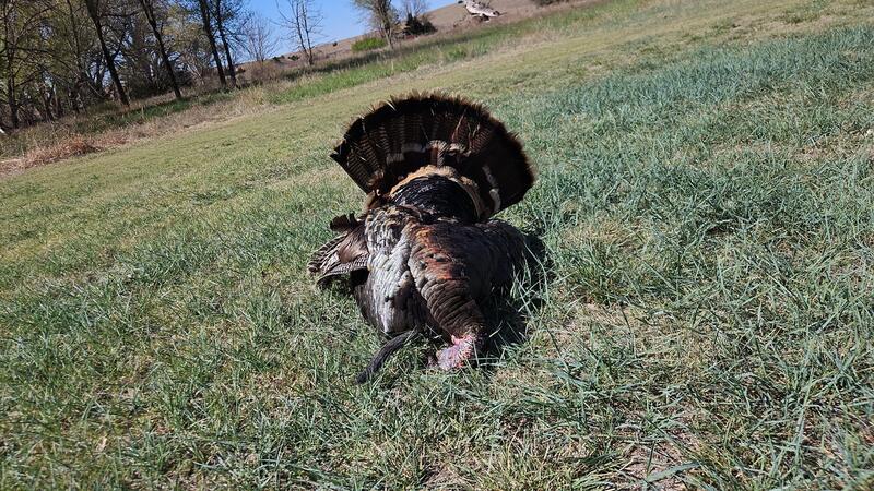 A Kansas tom with tail fanned in spring grass