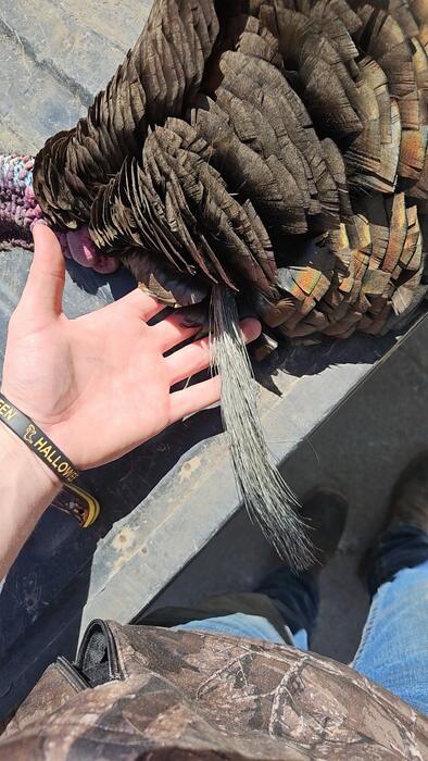 A hunter holding up a gobbler's fan and beard