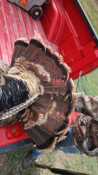 A pair of gobblers in the truck bed after a morning hunt
