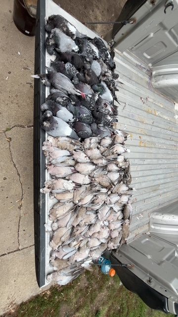 A truck bed full of doves and pigeons after a Kansas field shoot
