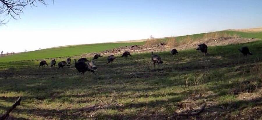 A flock of Kansas turkeys feeding in a green spring field