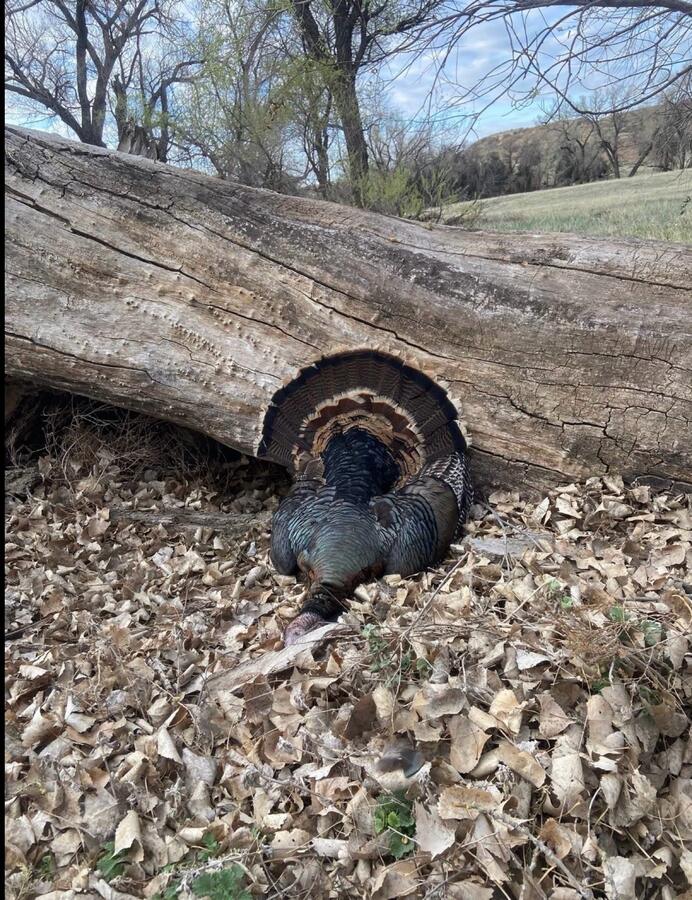 A Kansas gobbler with tail fanned against a fallen log